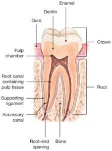 Anatomy Teeth Structure Of Human