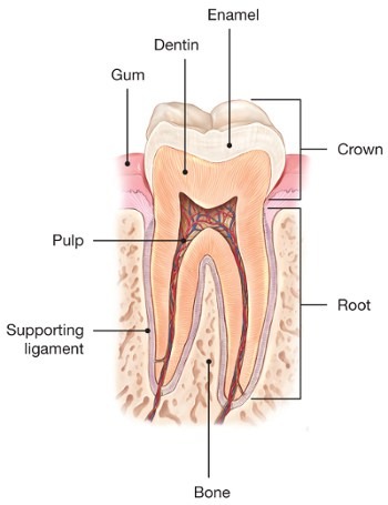 Cracked Teeth American Association Of Endodontists