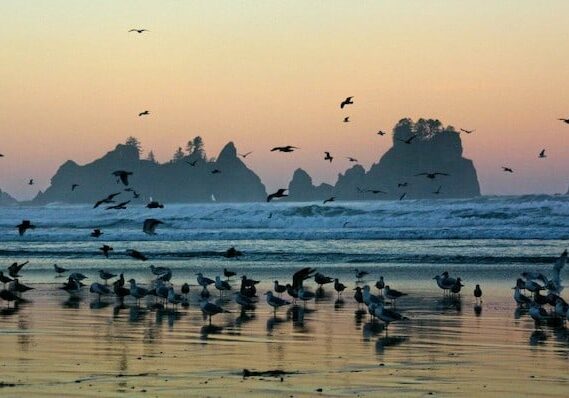 AndyPorter-Seagull_Sunrise_Shi_Shi_Beach-ONP