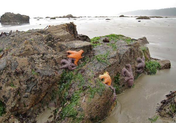 Starfish at Low Tide