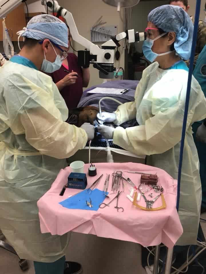 Military Working Dog Undergoes Root Canal Treatment - American ...